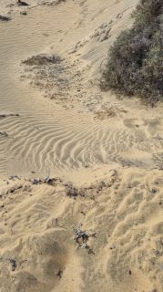 2023-GC--Mapalomas dunas-S123-230.jpg